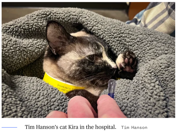 Tim Hanson's cat Kira in the hospital